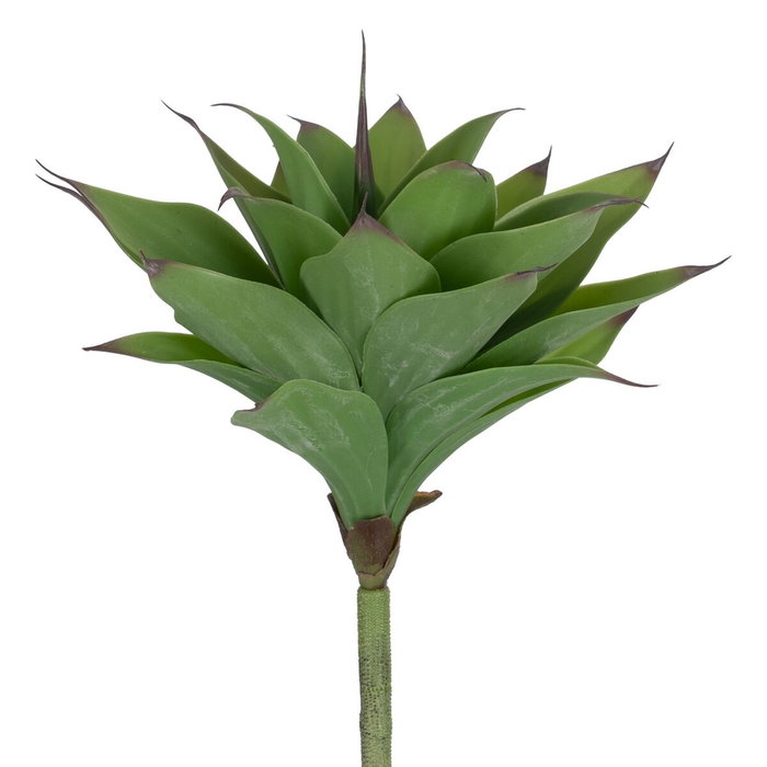 Ixia Planta Desierto Verde de 150 cm