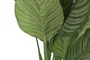 DKD Home Decor Planta Calatea Verde 80x80x120 cm
