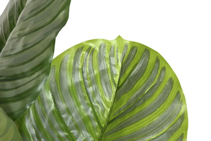 DKD Home Decor Planta Calatea Verde 80x80x120 cm