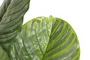 DKD Home Decor Planta Calatea Verde 80x80x120 cm