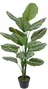 DKD Home Decor Planta Calatea Verde 80x80x120 cm