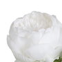 Flor Peonía Blanco Poliéster-Polietileno 66 cm (Set de 24)