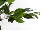 DKD Home Decor Planta Decorativa Ficus Benjamin Artificial 70x127x60 cm PVC y PP Verde/Marrón/Negro - Pack 2 Unidades