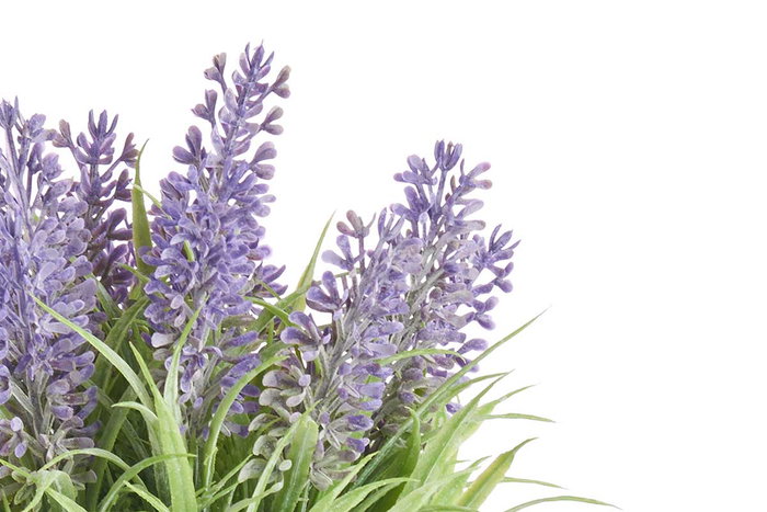 IBERGARDEN Planta Lavanda Bote Metal 22cm IBERGARDEN Planta Lavanda Bote Metal 22cm
