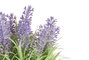 IBERGARDEN Planta Lavanda Bote Metal 22cm