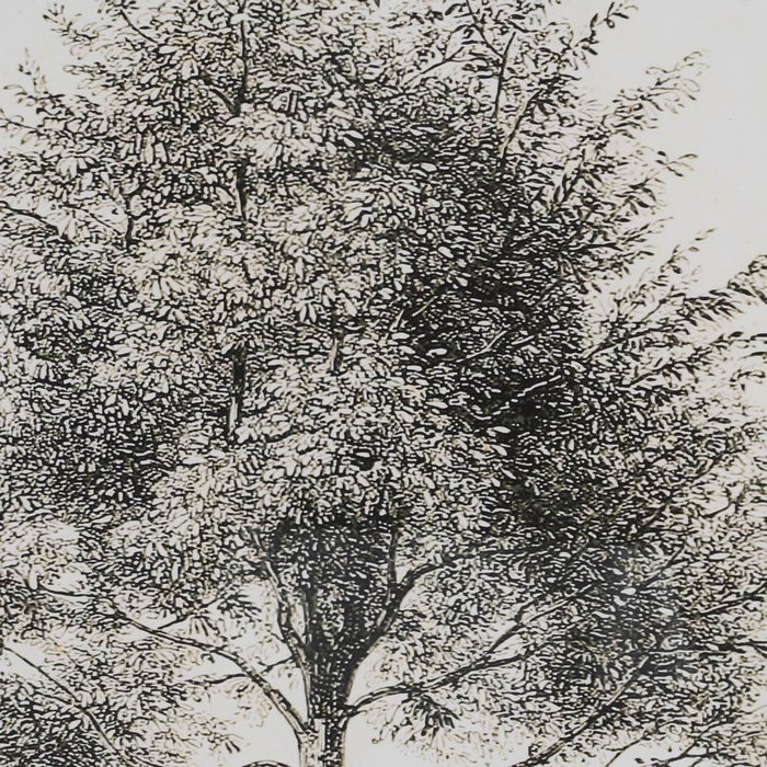 Cuadro Impresión Árbol 2/M 45 X 2,50 X 60 cm (Set de 2)