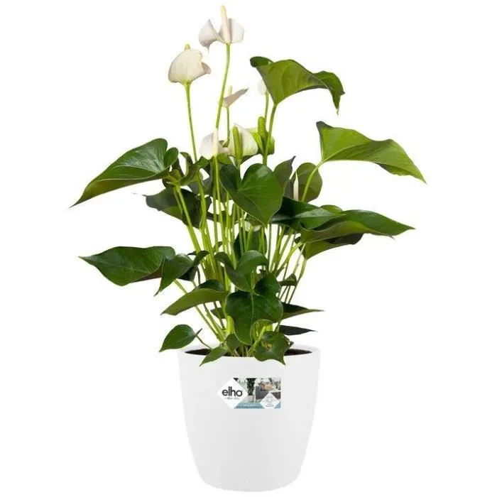 Elho Juego 2 Maceteros Bruselas Ruedas 35x33cm 39x36,5cm 55L Blanco