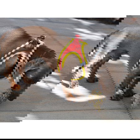 Nayeco Arnés X-Trm Neo Rojo Talla S para Perros Ajustable 40-45 cm