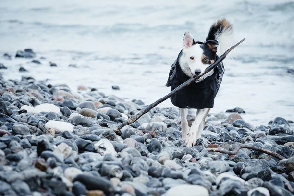 Hurtta Chaqueta Impermeable Drizzle Negro T.20 con Refuerzos Reflectantes y Ajuste Ajustable