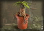 Harry Potter Estatua Magical Creatures Mandrake 13 cm