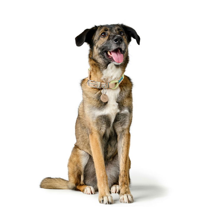 Collar para Perro Hunter MALIA Verde 12 40-49 cm