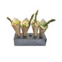 OMS Supizarra Portabrochetas y Conos 15x6 cm (Set de 2)