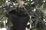 DKD Home Decor Planta PE 20x20x70 Surtido de 2