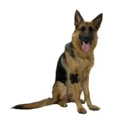 Kruuse Protector de Codo Rehab S