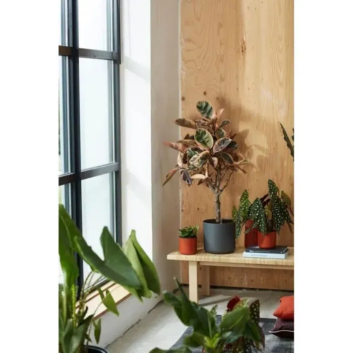 Elho ELH8711904249441 Tank de plástico Ø30 Polvo de rosa