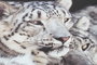 DKD Home Decor Cuadro Lienzo Pino Tigres Surtido de 2 Unidades