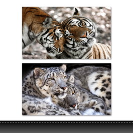DKD Home Decor Cuadro Lienzo Pino Tigres Surtido de 2 Unidades