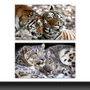 DKD Home Decor Cuadro Lienzo Pino Tigres Surtido de 2 Unidades