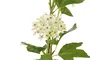 DKD Home Decor Flor Artificial Blanca y Verde 15 x 70 x 15 cm (12 Unidades) Tacto Real
