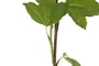 DKD Home Decor Flor Artificial Blanca y Verde 15 x 70 x 15 cm (12 Unidades) Tacto Real