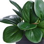 Day Planta Artificial Peperomia, Maceta de Cemento y Plástico, 37 cm de Altura