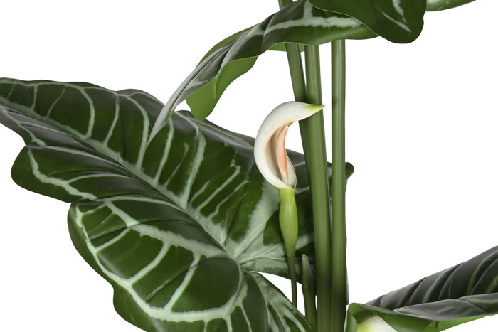 DKD Home Decor Planta Anthurium Regale Verde 100x100x195 cm
