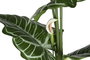 DKD Home Decor Planta Anthurium Regale Verde 100x100x195 cm