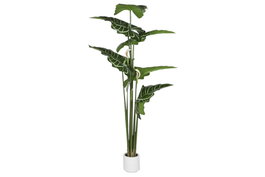 DKD Home Decor Planta Anthurium Regale Verde 100x100x195 cm