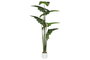 DKD Home Decor Planta Anthurium Regale Verde 100x100x195 cm