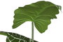 DKD Home Decor Planta Anthurium Regale Verde 100x100x195 cm