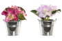 DKD Home Decor Planta de Hortensia en Poliéster, Surtido de 2 Colores