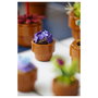 LEGO Icons Plantas Diminutas 10329