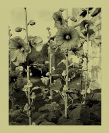 Une infime distance, Nicholas Nixon - EXB ATELIER