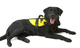 Rehab Arnés de Seguridad para Perros Talla M Azul 920-5113 - Ayuda Control y Rehabilitación en Pelotas de Ejercicio Fitpaws®