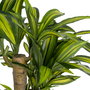 Planta Dracaena Verde Poliester 100 X 140 cm