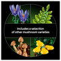 LEGO Botanicals Setas del Bosque 11505