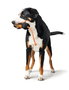 Envase Hunter Dummy Snacks Negro Naranja