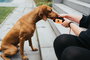 Envase Hunter Dummy Snacks Negro Naranja