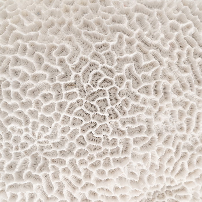 Figura Esponja Blanco Resina Decoración 21 X 21 X 11 cm