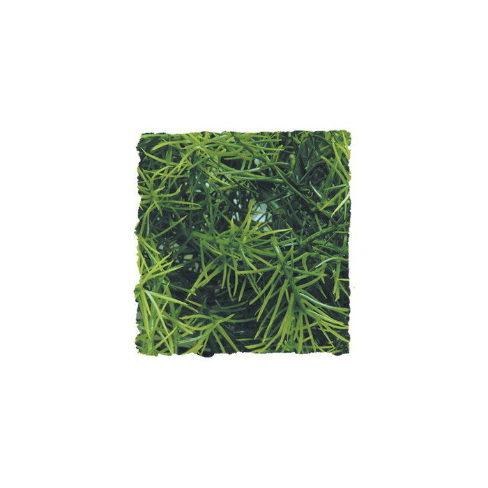 Nayeco Planta Plastico Cashuarina Nayeco Planta Plastico Cashuarina
