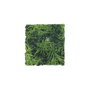 Nayeco Planta Plastico Cashuarina
