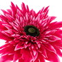 Flor Gerbera Fucsia Artificial 40 X 40 X 125 cm (Set de 2)