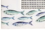 DKD Home Decor Marco de Fotos 10x15 Peces Mango y Cristal