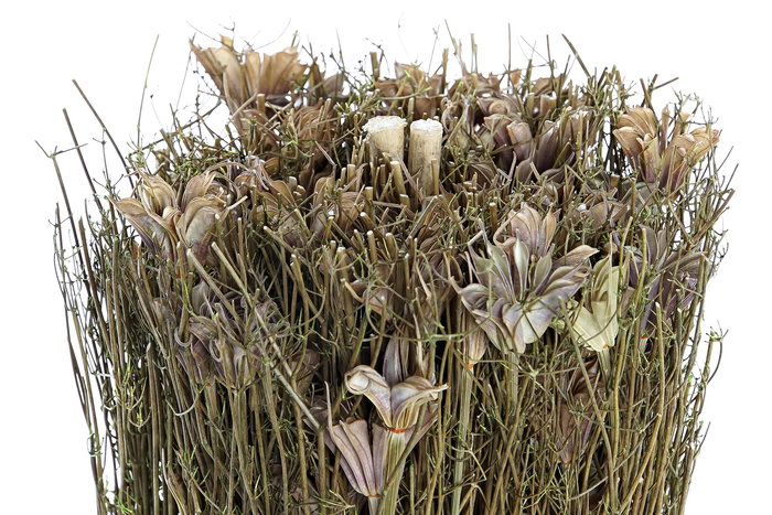 DKD Home Decor Bouquet Shabby Natural Flor Seca 12 x 30 x 12 cm (12 Unidades)