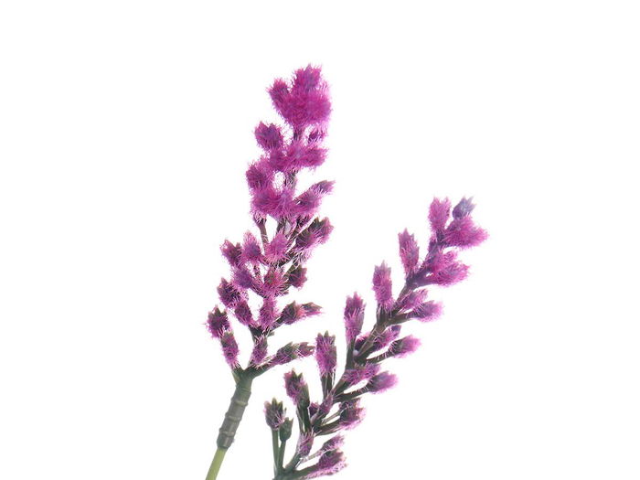 Ibergarden Ramilletes Saco Espigas Surtidos 10 cm x 41 cm x 10 cm Plástico Rafia (Set de 6)