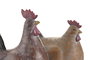 DKD Home Decor Figura de Gallina en Resina y Hierro, Surtido de 2 Unidades