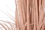 DKD Home Decor Planta de PE y PVC Plumero Coral 45x45x150 cm
