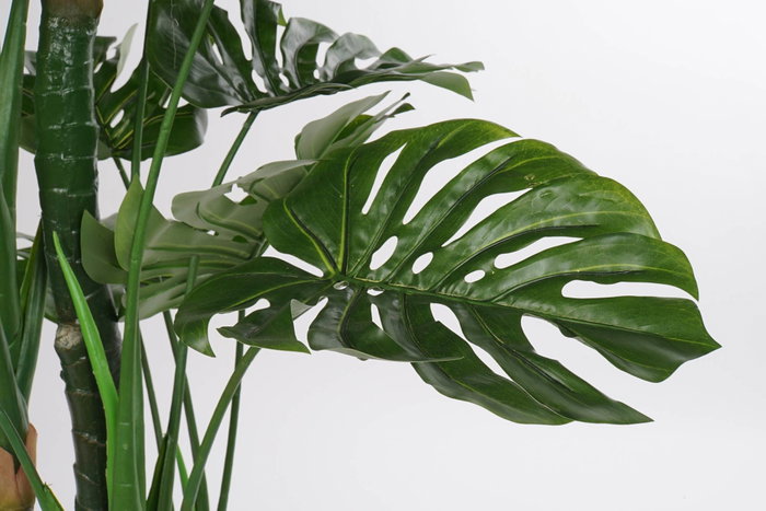 DKD Home Decor Planta Costilla de Adán Verde Negro 90 x 200 x 90 cm