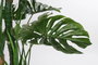 DKD Home Decor Planta Costilla de Adán Verde Negro 90 x 200 x 90 cm