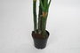 DKD Home Decor Planta Costilla de Adán Verde Negro 90 x 200 x 90 cm